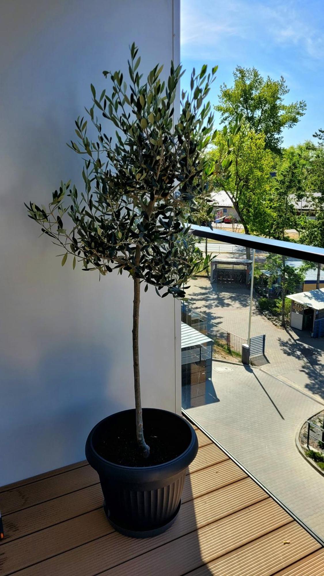Appartamento Soleggiato Z Basenem Dziwnow Exterior photo